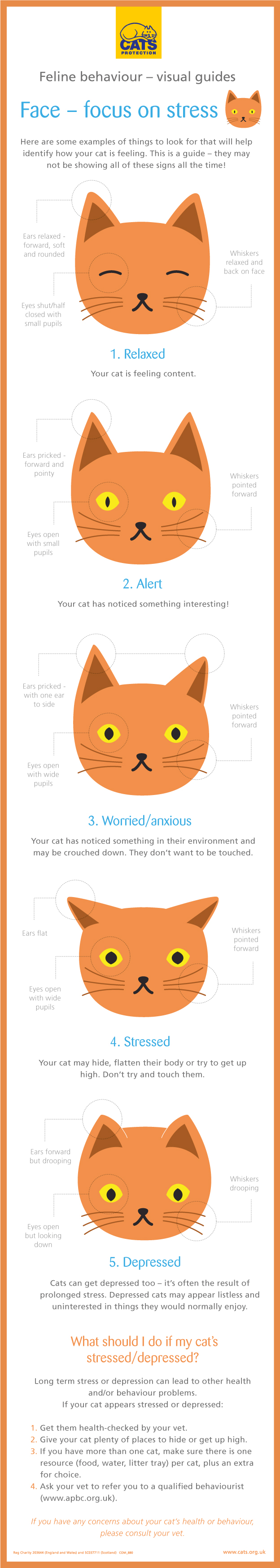 Cat Body Language Help And Advice Cats Protection