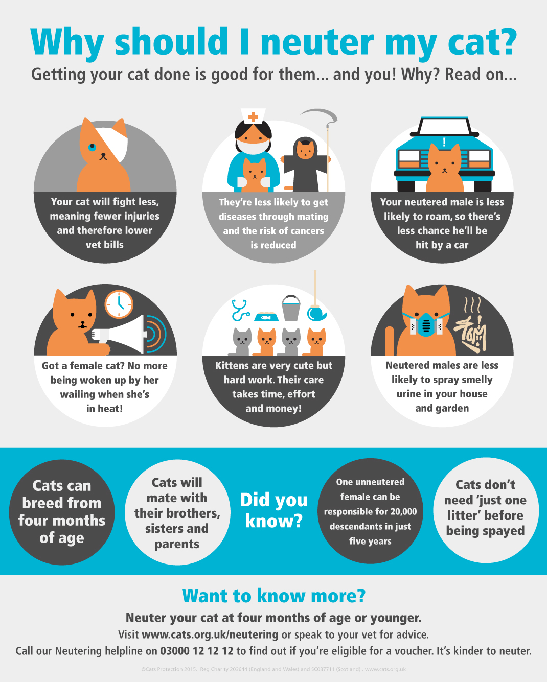 Neutering Your Cat | Help & Advice | Cats Protection