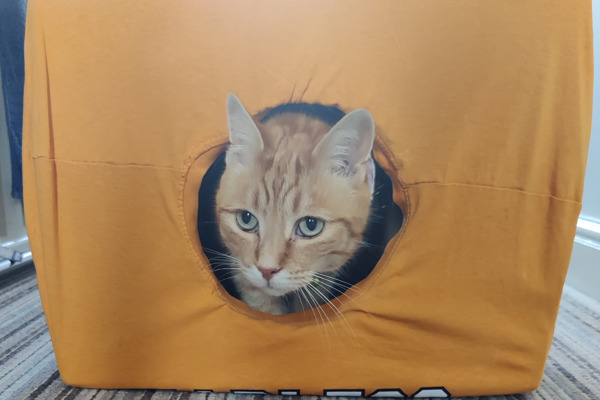 How to make a cat tent out of a t-shirt