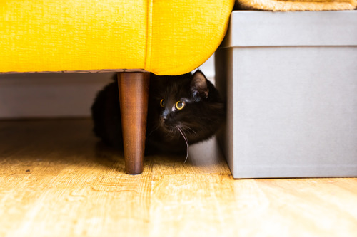 A black cat crouched down hiding underneath a yellow sofa
