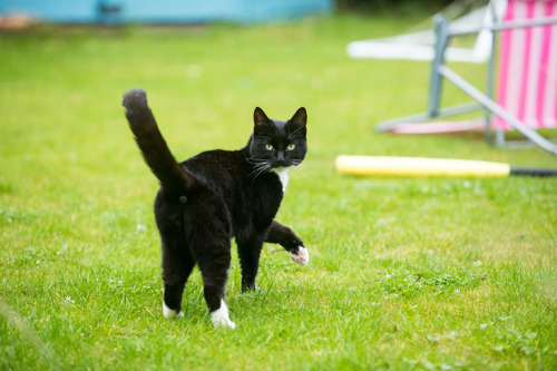 black-and-white cat walking away from the camera but looking back. Their tail is in the air so you can see their bum