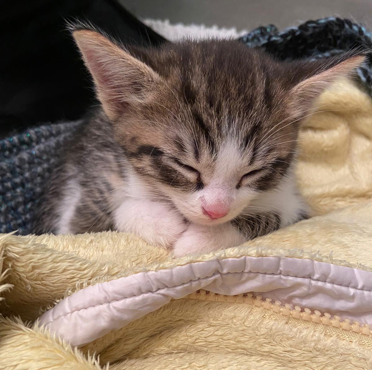 Grey and white hot sale kittens for sale