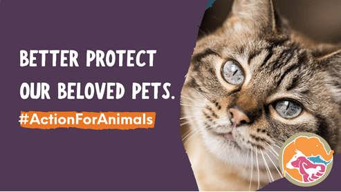 Cats Protection On Action Plan For Animal Welfare | News