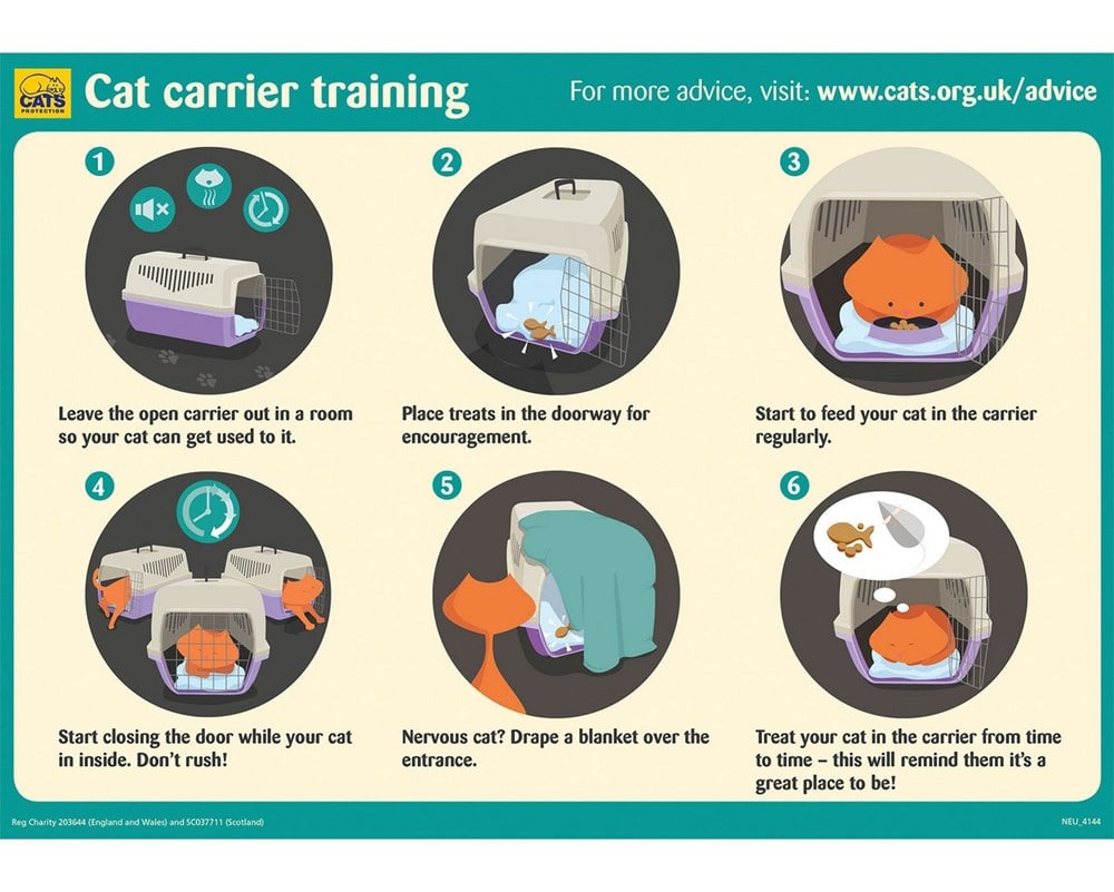 easiest way to get a cat in a carrier