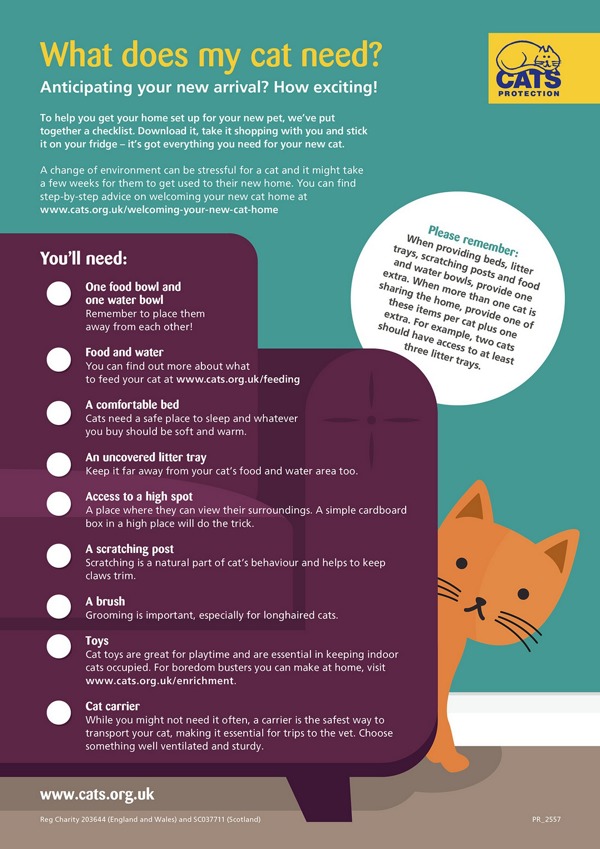 Adopting A Cat What You Need To Know Cats Protection