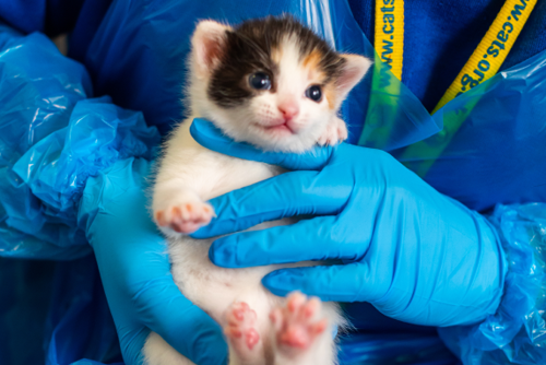 Help us protect a kitten's eight precious weeks | Cats Protection