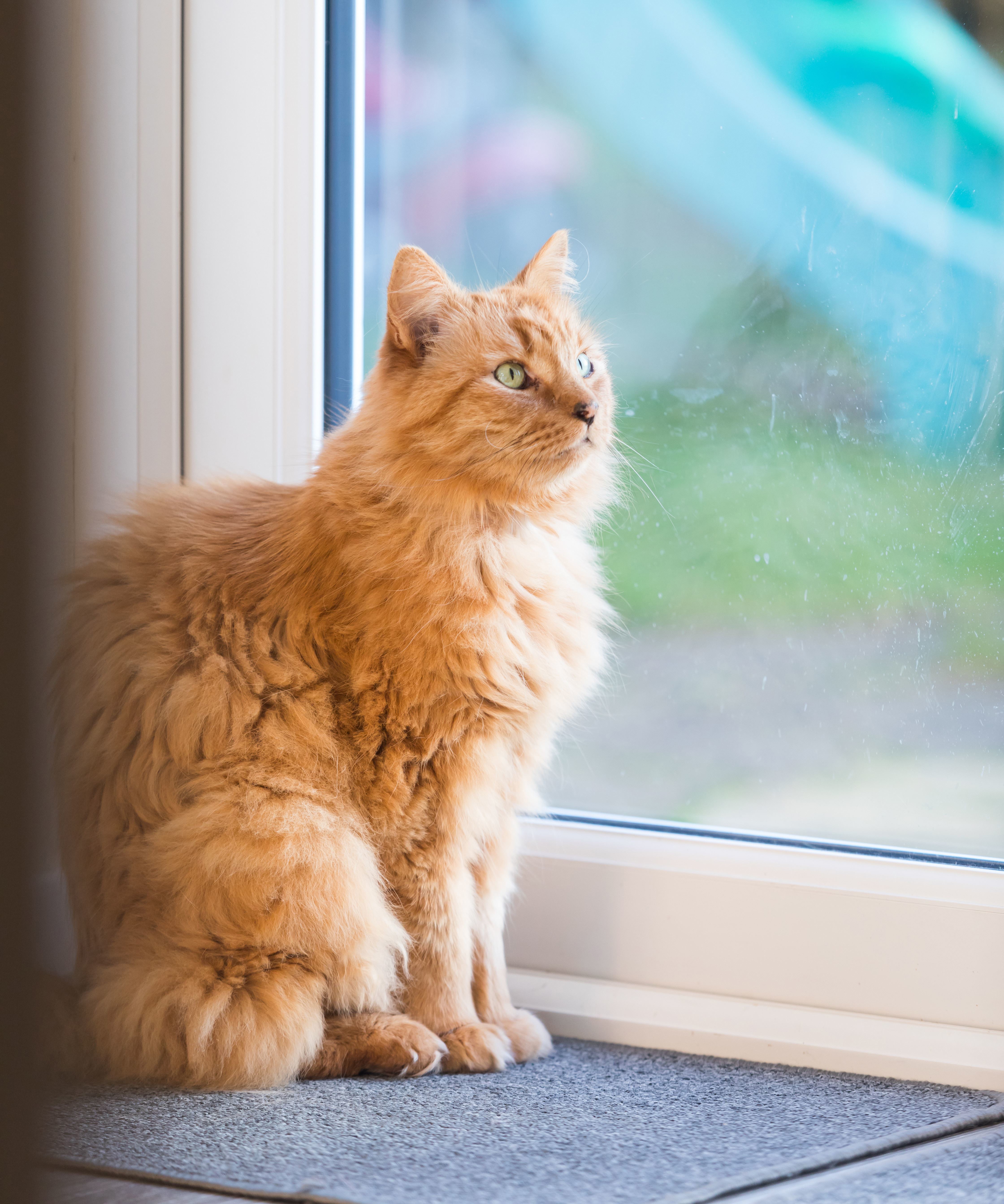 Separation anxiety shop cats treatment