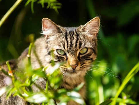 Help and advice for ticks on cats | Cats Protection