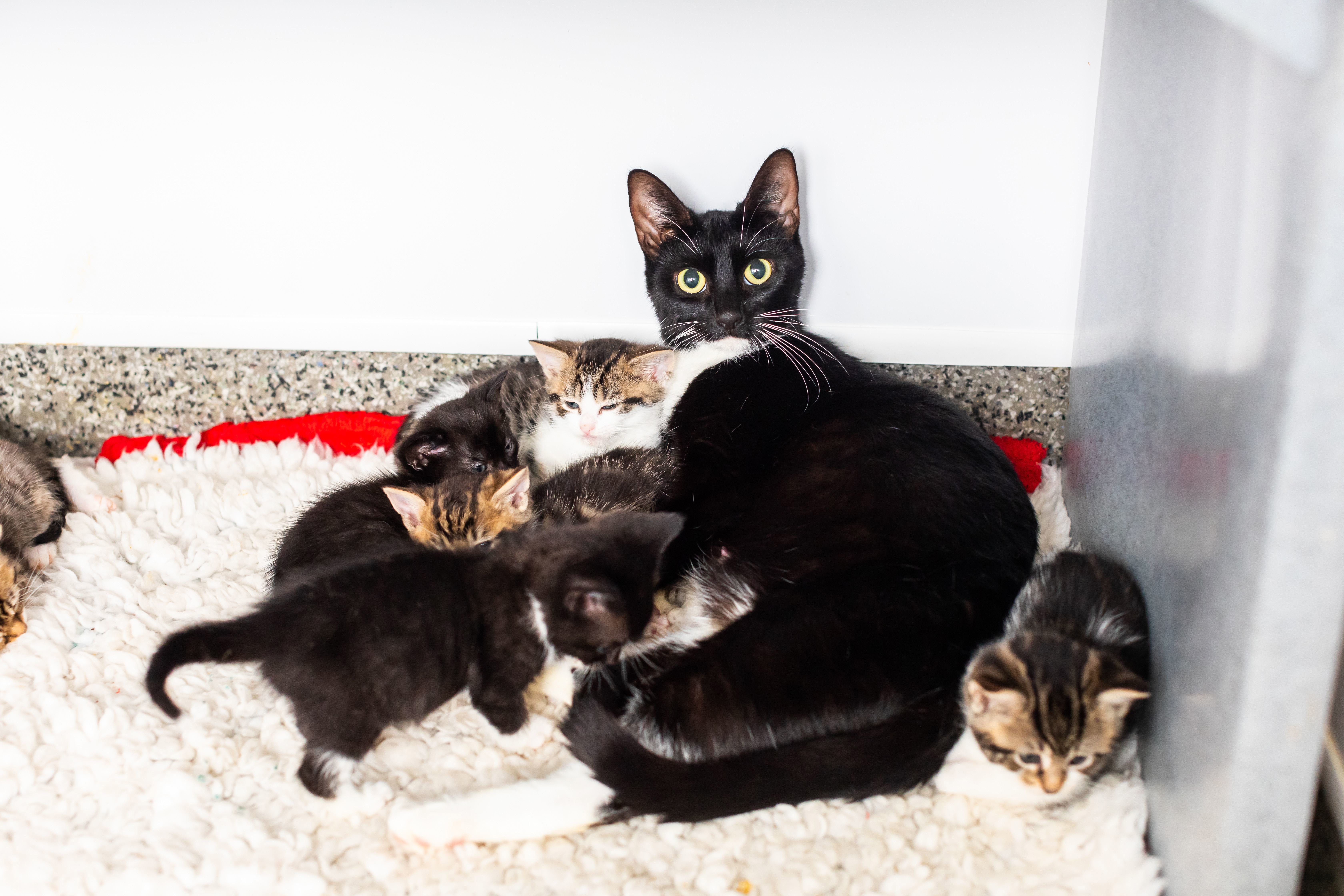 Where to take abandoned best sale newborn kittens