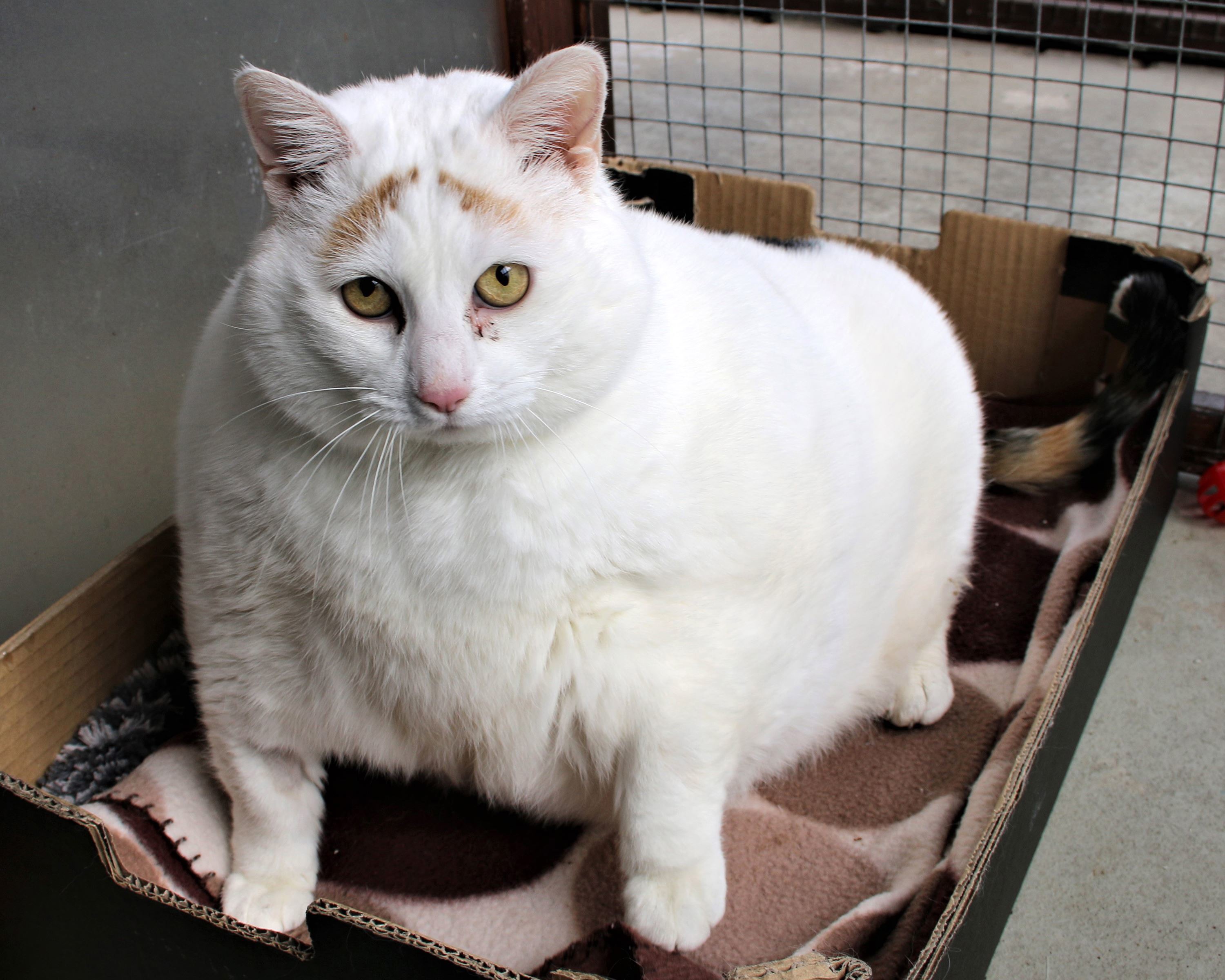 Fat best sale feral cat