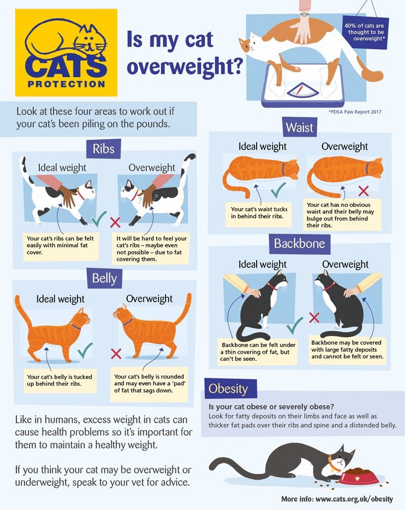 obese cat diet