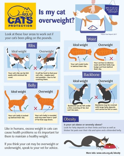 Cat Obesity - How to Keep Your Cat Healthy | Cats Protection