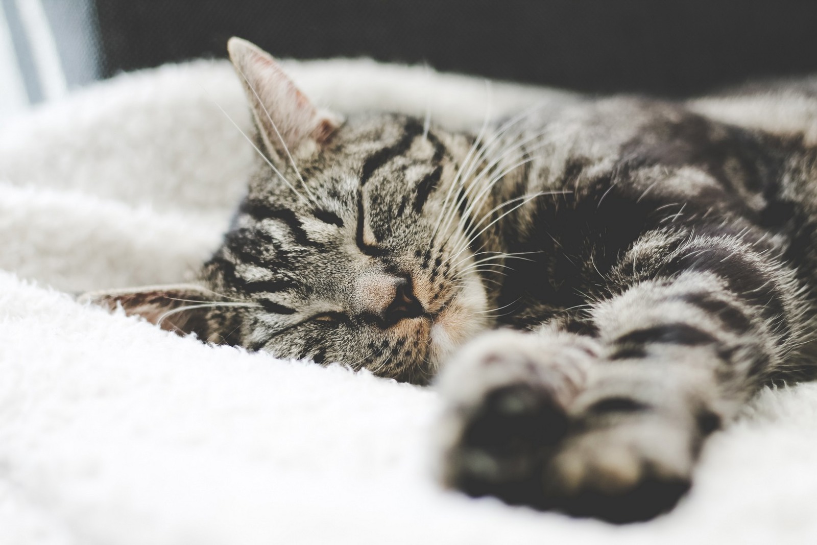 Cats and Sleep Cat Behaviour Help & Advice Cats Protection