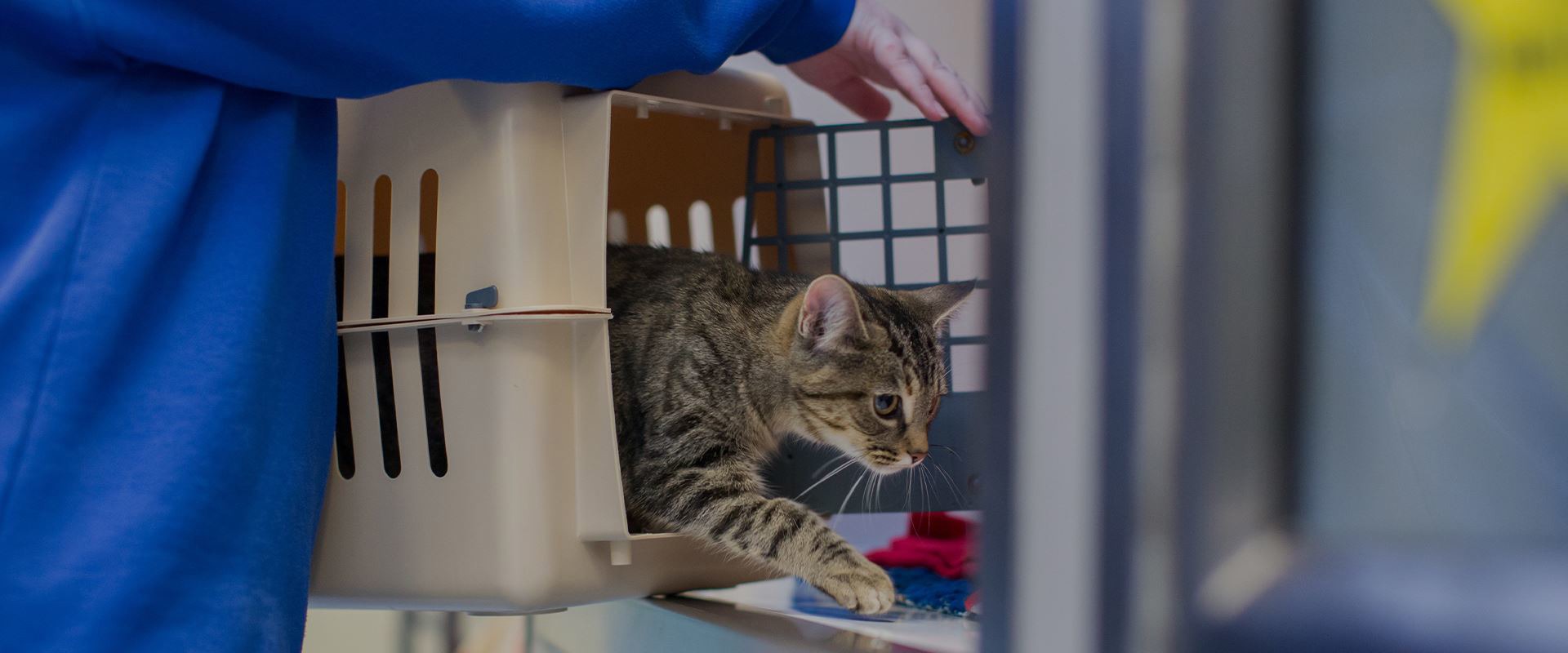 Local store cat sanctuary