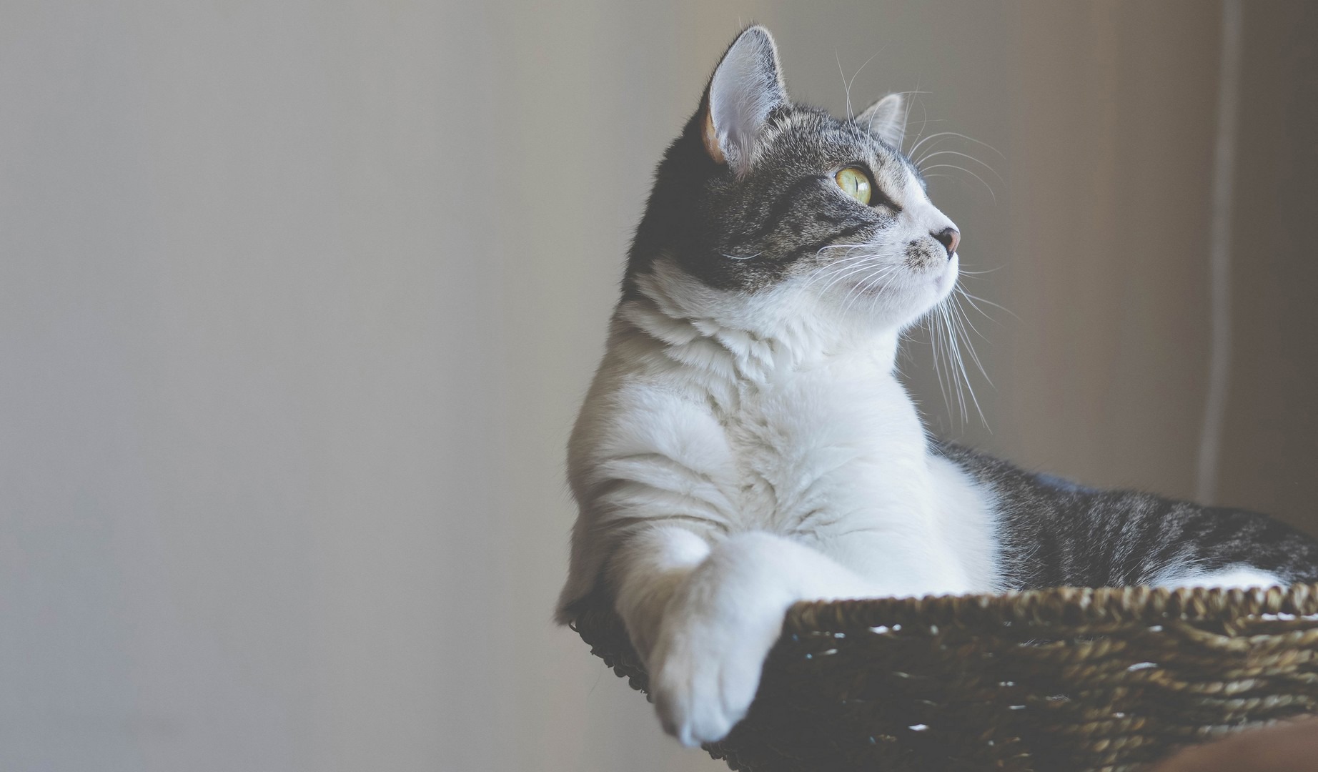 How To Get A Cat To Lose Weight: 9 Tailored Weight Loss Tips