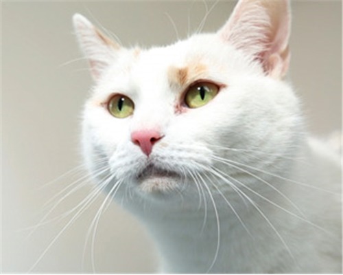 Health Issues For Elderly Cats Our Advice Cats Protection