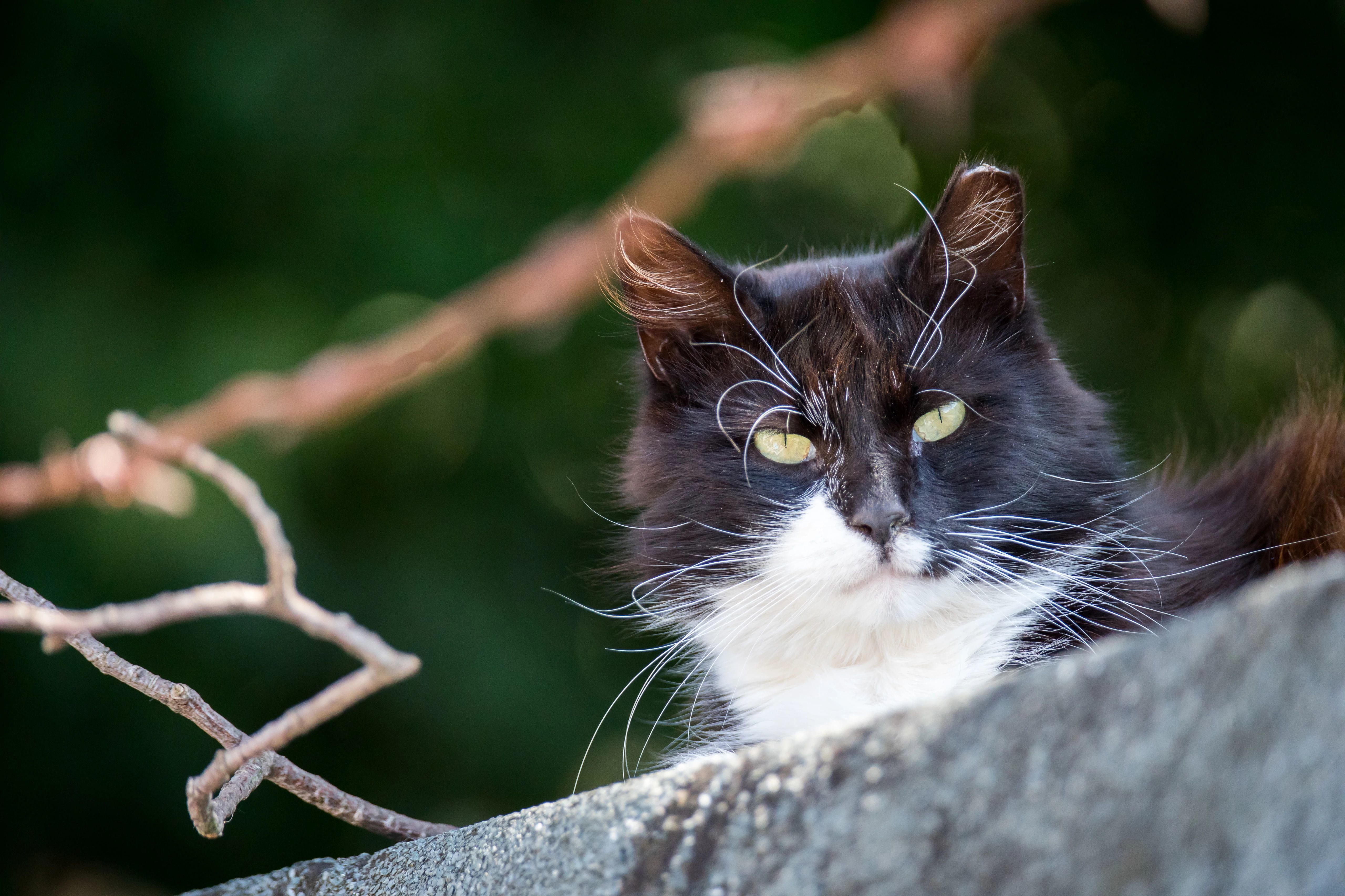 Outdoor cat shelter for feral clearance cats