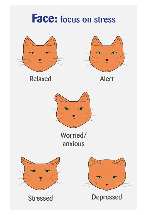 Spotting Signs of Cat Stress - How to Care | Cats Protection