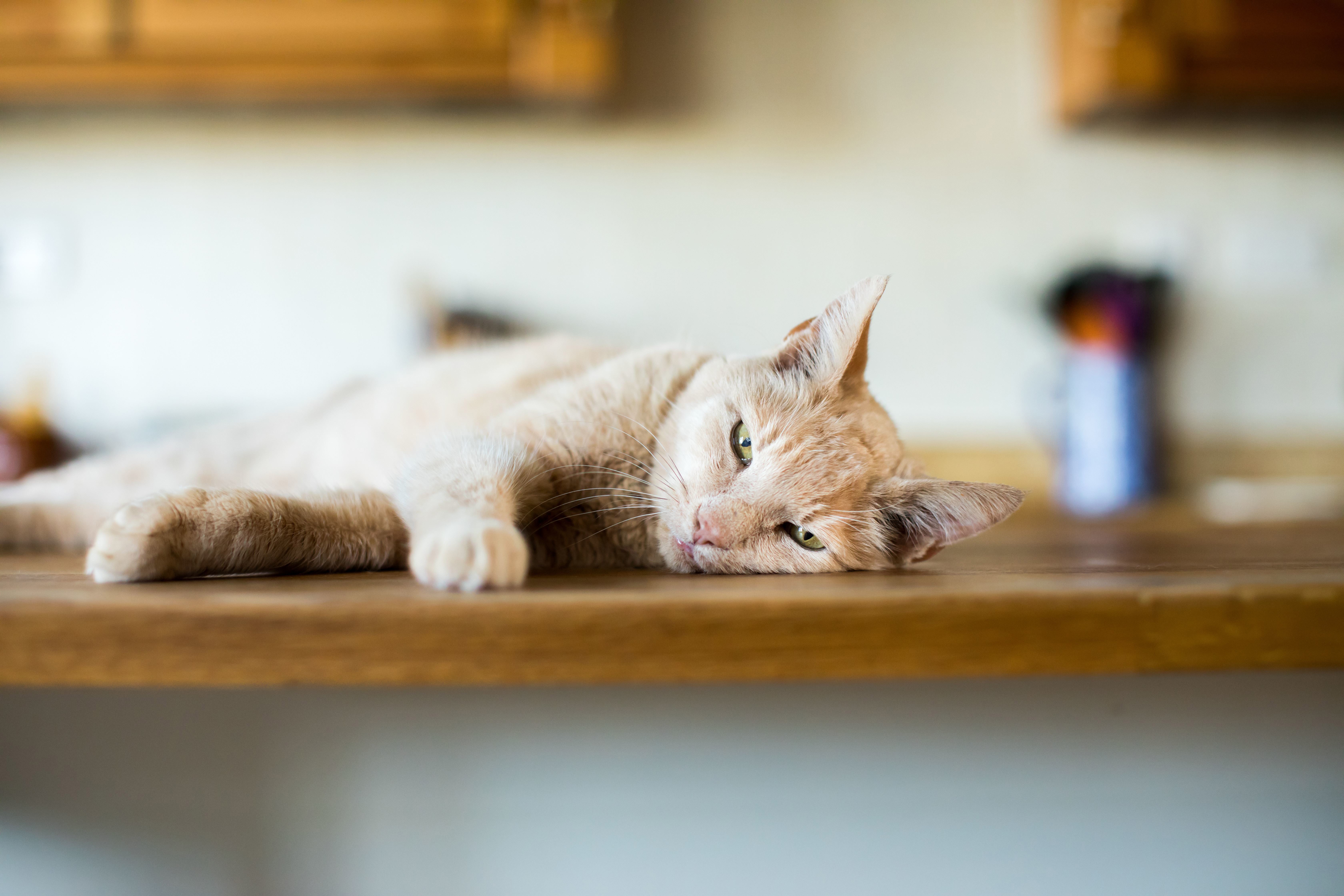 Is my cat bored? | Meow Blog