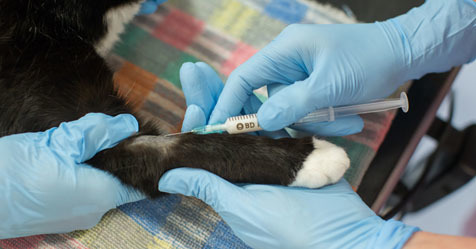 Cats sales protection vaccinations