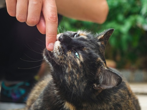 A tortoiseshell cat biting someone's finger.