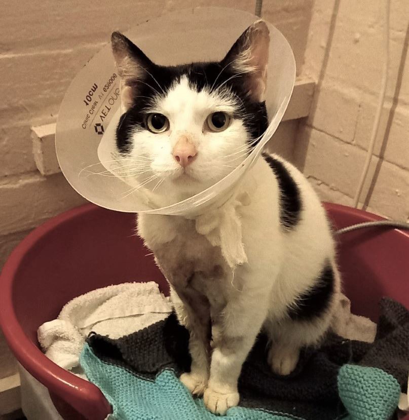 Reggie suffers painful injuries caused by his cat collar