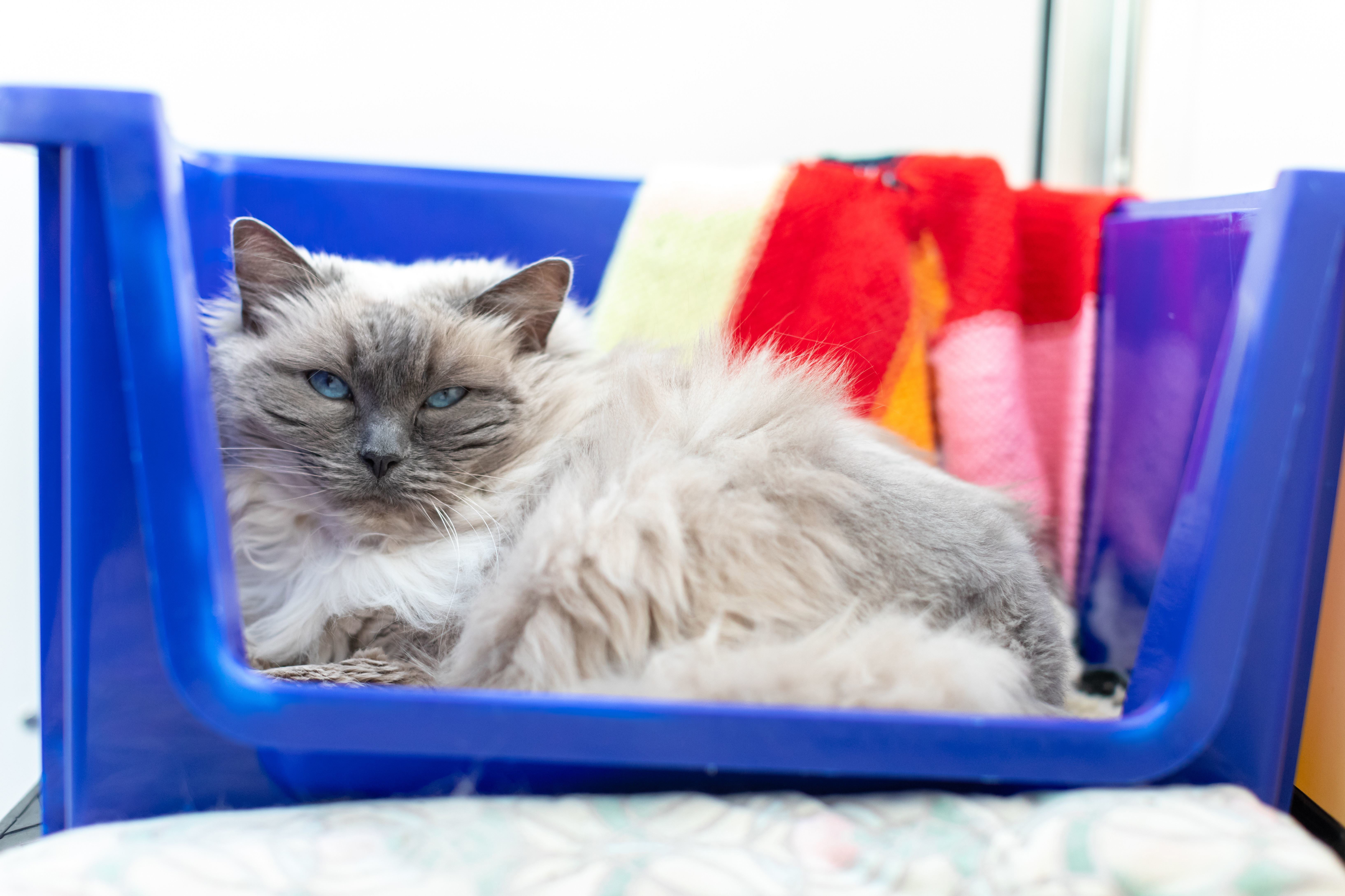 Best litter box for ragdoll outlet cats