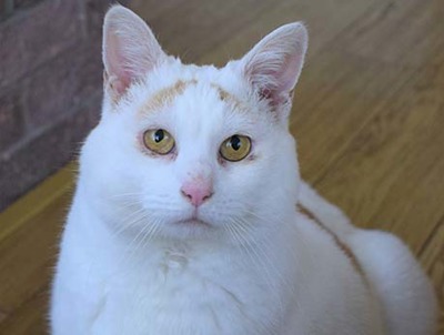 Obese cat healthy enough for new home after year-long diet