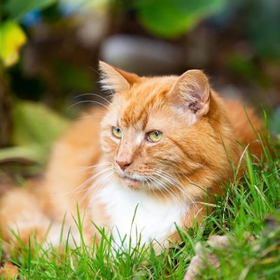 Compulsory microchipping of pet cats in Northern Ireland