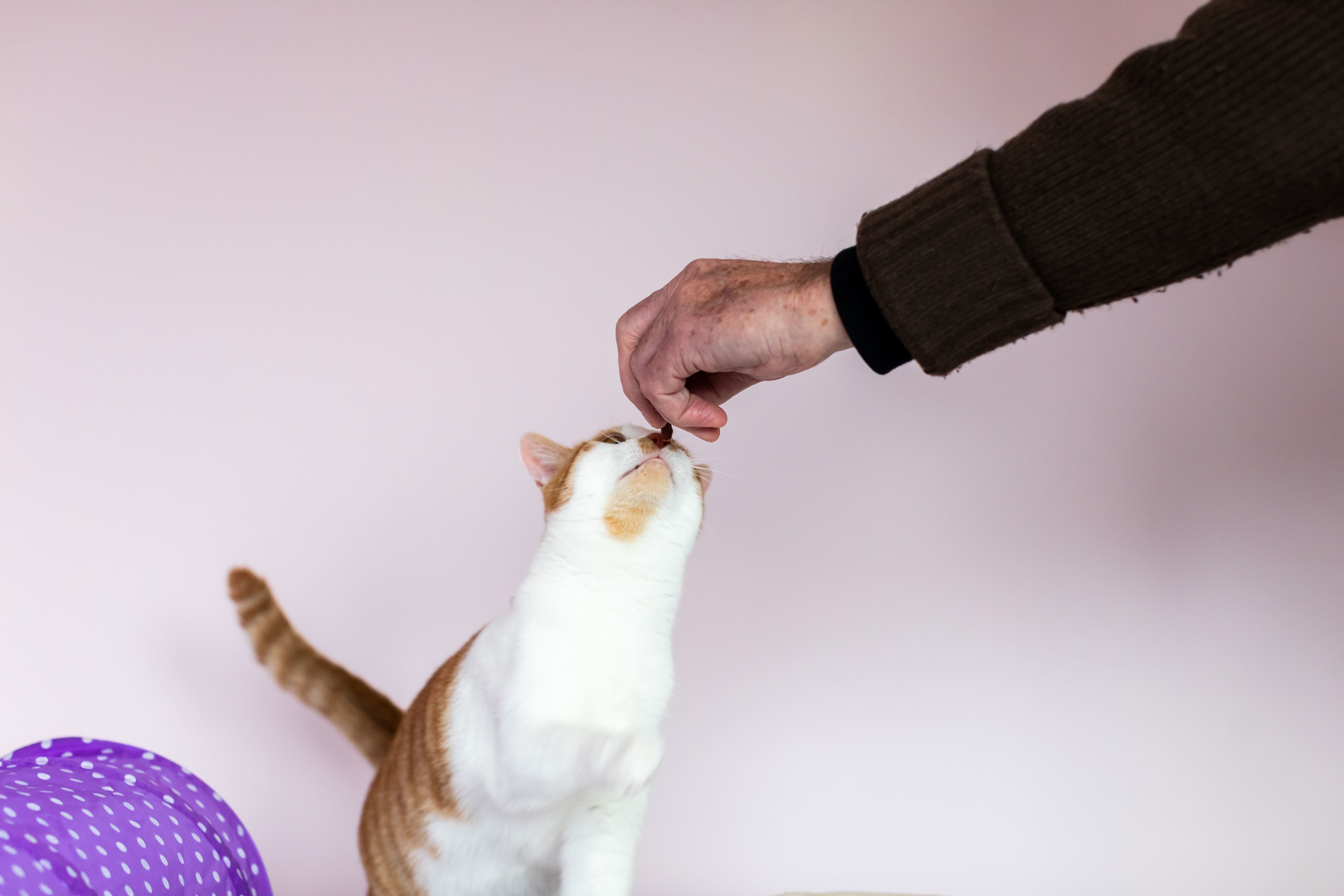 Why do cats love cheese sale