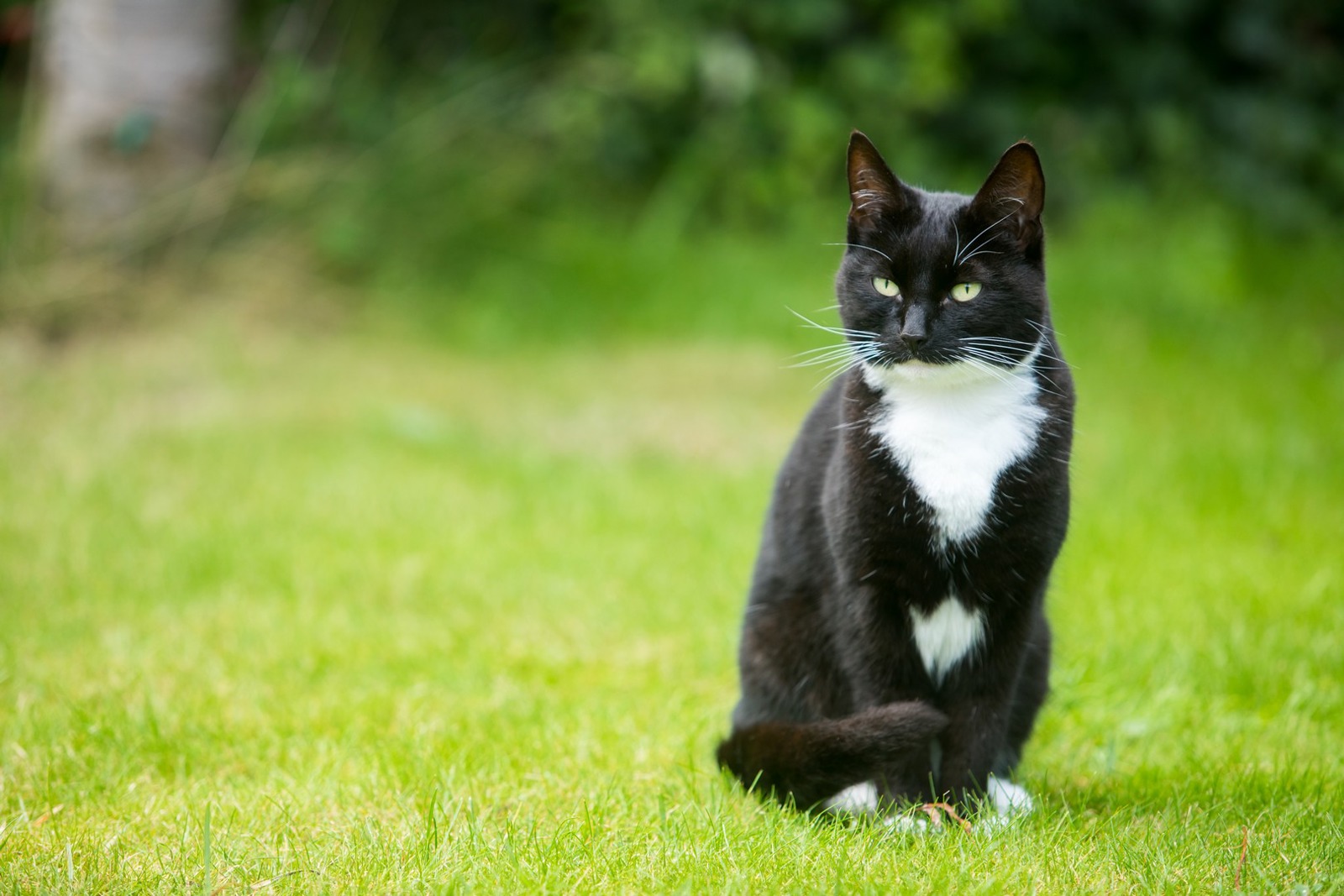 Keeping Cats Safe Outside - Our Guide | Cats Protection