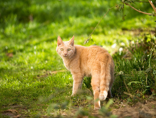 Keeping Cats Safe Outside | Help & Advice | Cats Protection