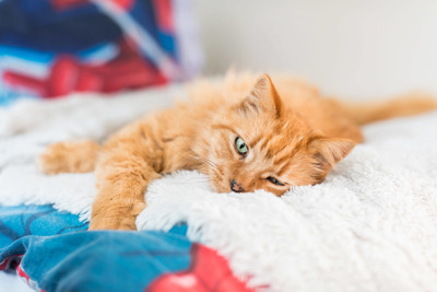 Pheromone Therapy - Help and Advice with Cat Behaviour