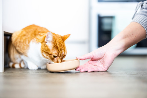 ginger-and-white cat eating out of a beige ceramic cat bowl being held by a human hand