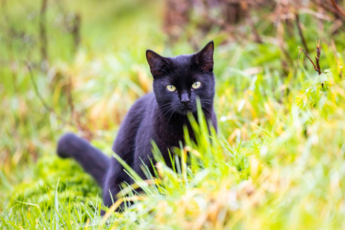 A black cat sitting among long green grass