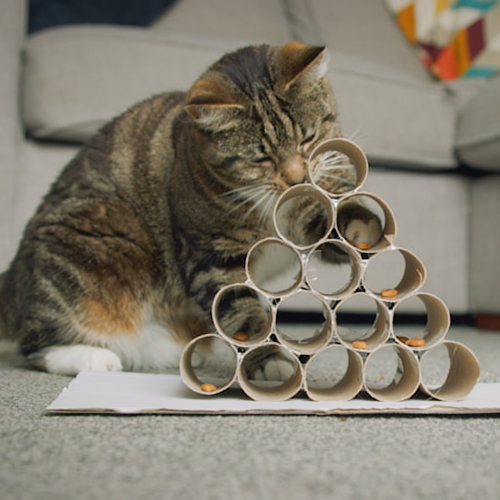 DIY Food Puzzles for Cats