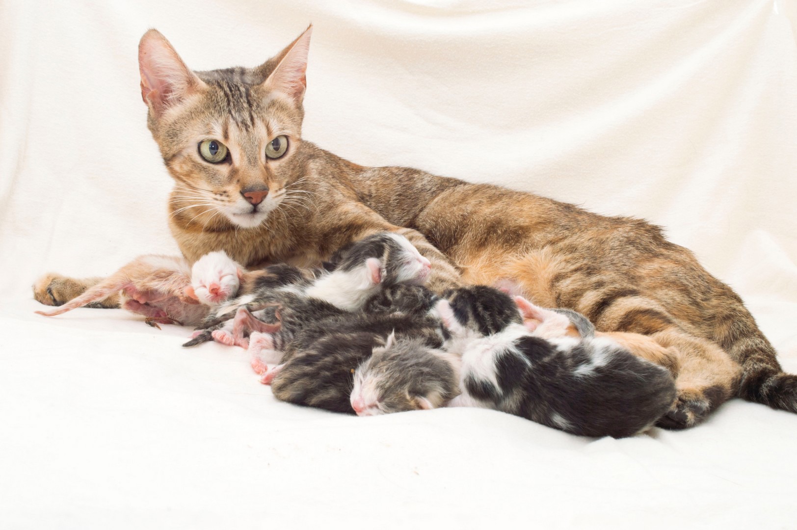 Pregnancy And Kitten Care - Quick Guide | Advice On Cats & Pregnancy