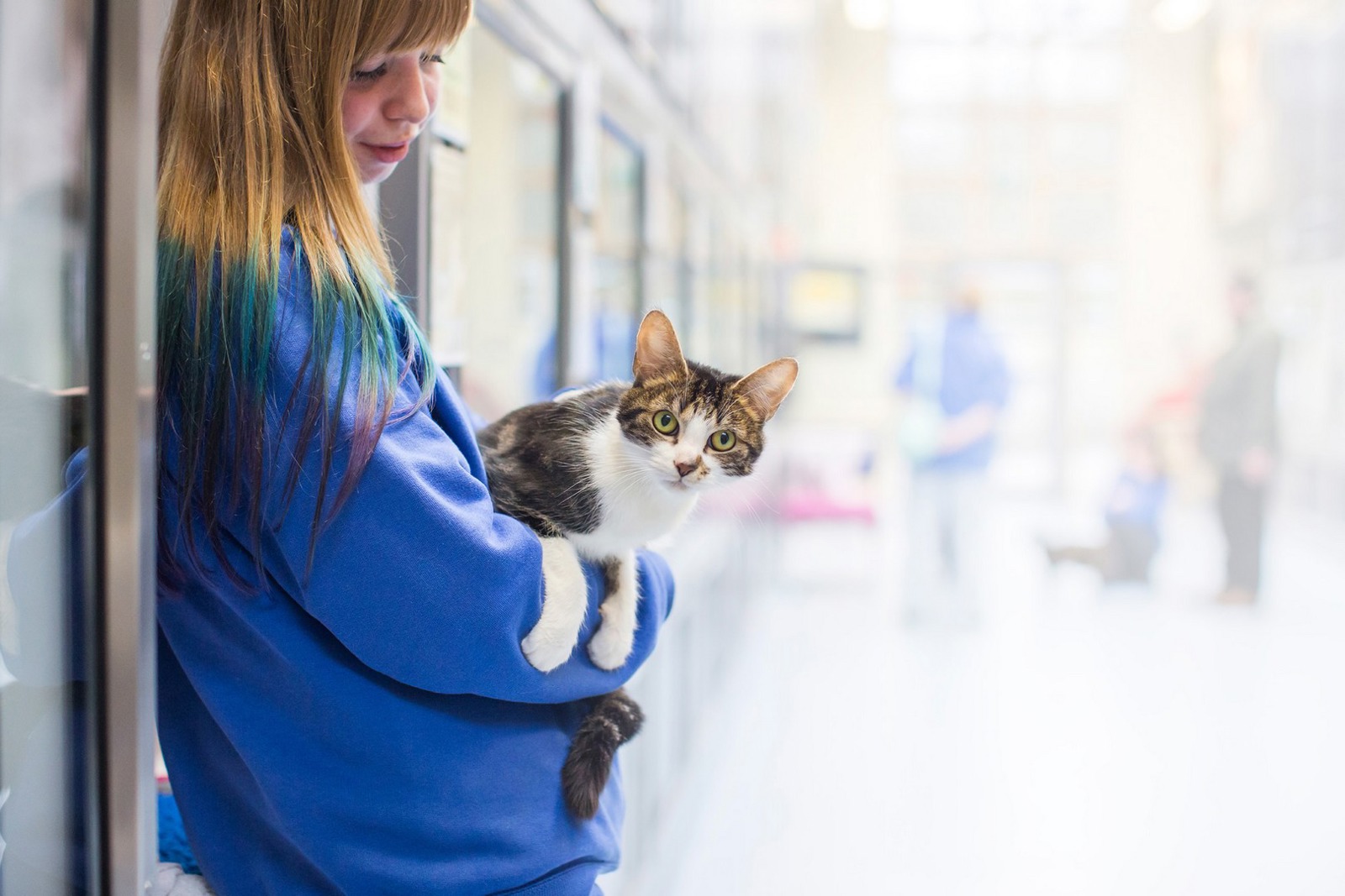  Volunteer  opportunities Find an volunteer  role Cats  