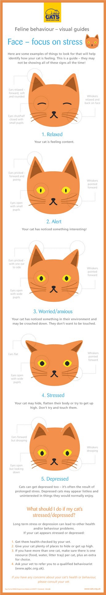 cat anxiety treatment