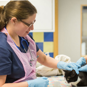 How we support neutering | What we do | Cats Protection