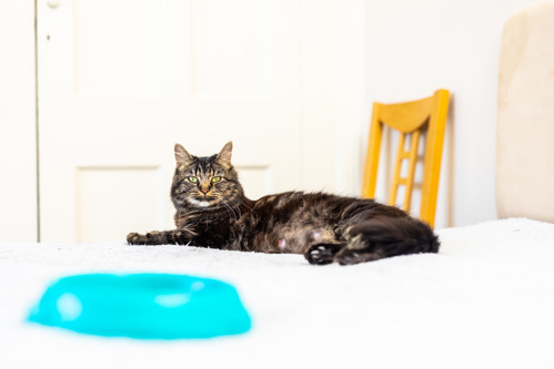 long-haired brown tabby cat lying down with a blue plastic cat bowl out of focus in front of them