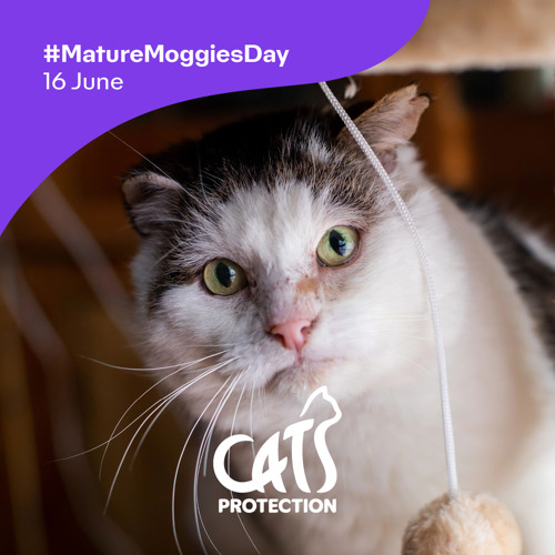 A  photo of a white-and-grey cat with text saying '#MatureMoggiesDay 16 June' and the Cats Protection logo
