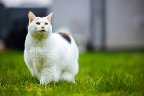 overweight white cat walking on grass