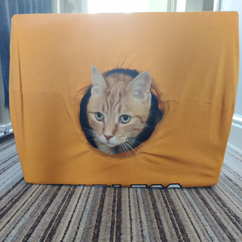 a ginger tabby cat inside a DIY cat tent made from a cardboard box and t-shirt. The cat is poking their head out of a hole in the tent