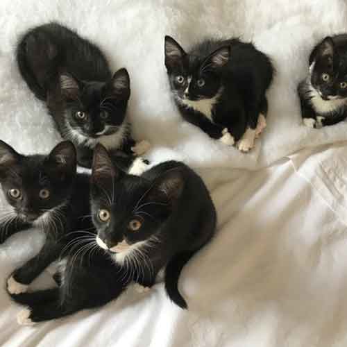 polydactyl cats for adoption