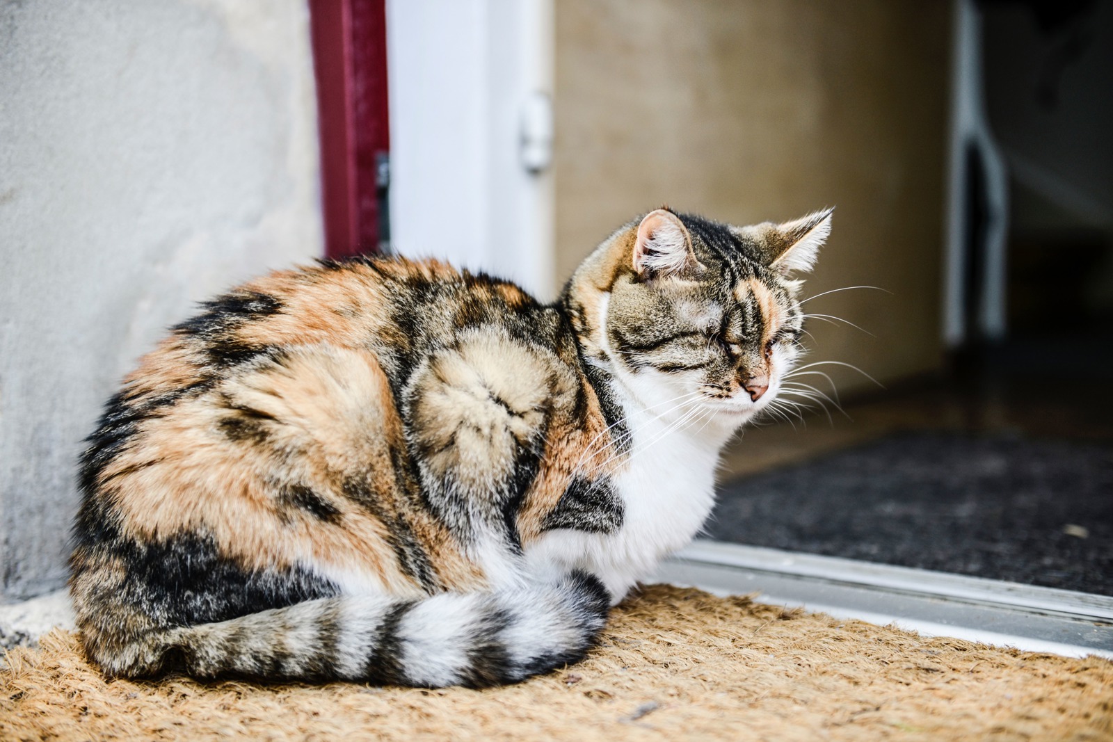 bringing-a-cat-home-help-advice-on-cat-care-cats-protection