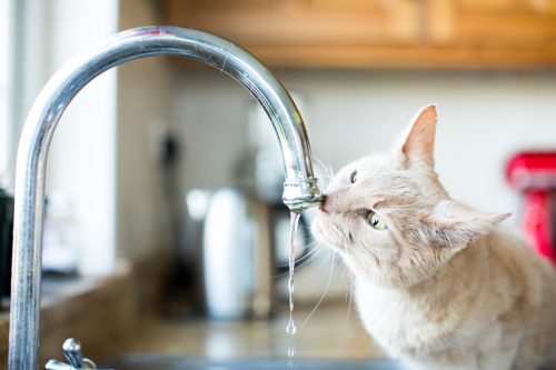 ginger cat drinking water straight from a silver tap