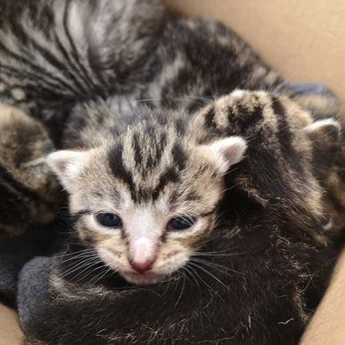 Kittens rescued from bush after mother hit by car | Cats ...