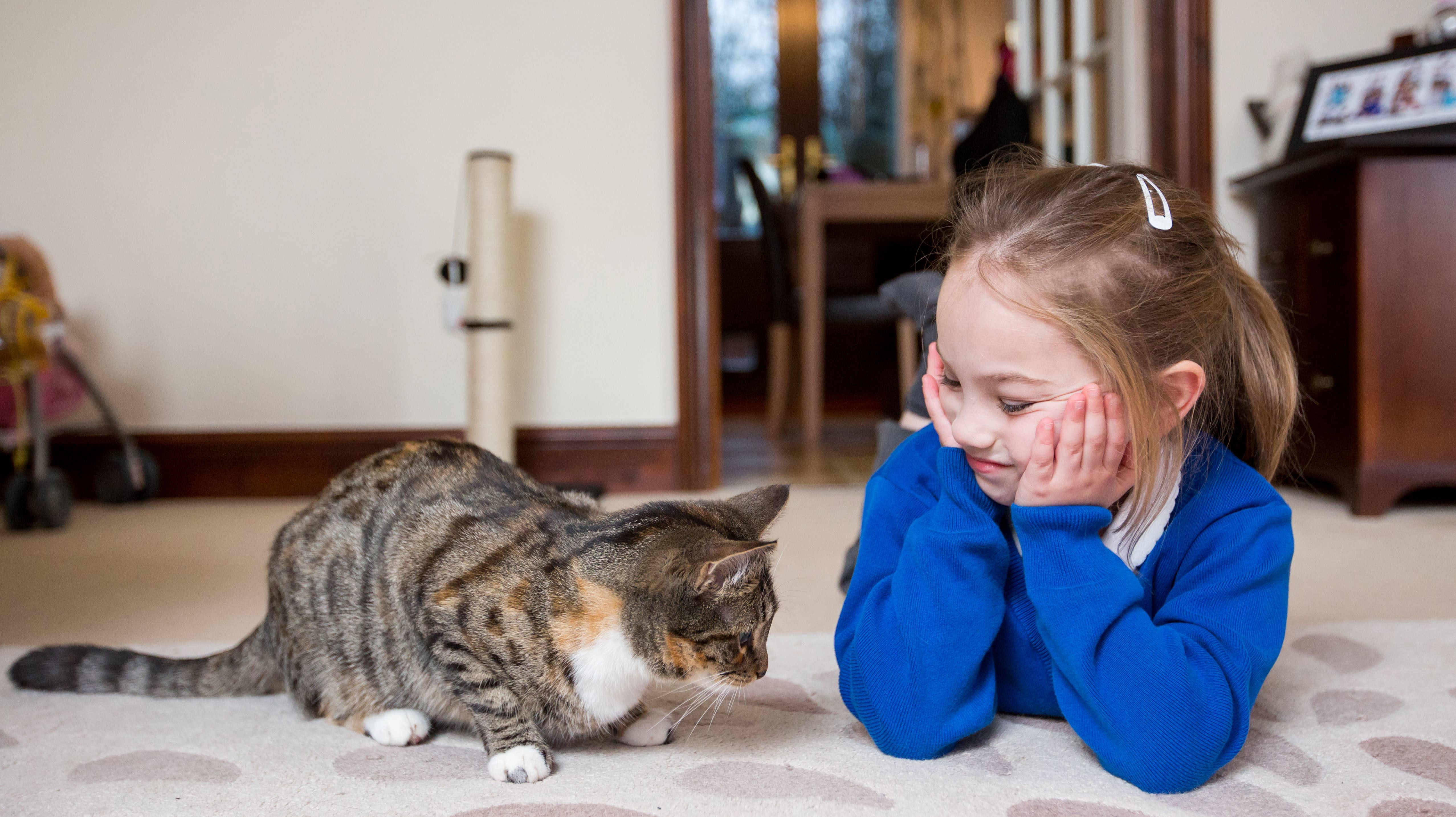 How long for kitten to hot sale get used to new home