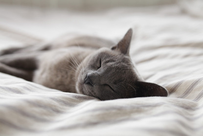 Cat stress clearance bed